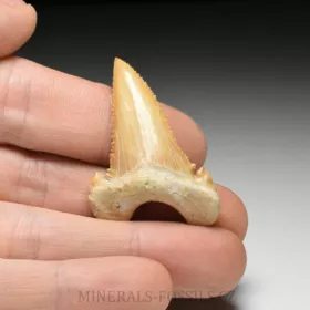 zub  žraloka - Palaeocarcharia orientalis