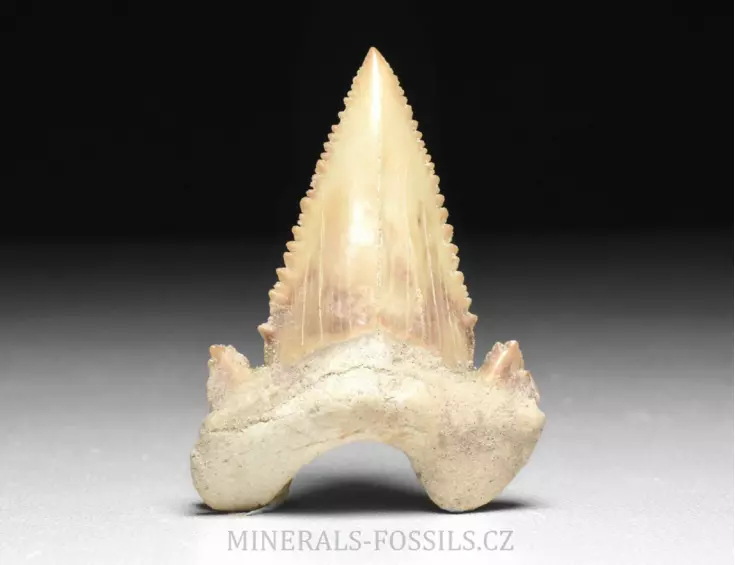 zub  žraloka - Palaeocarcharia orientalis