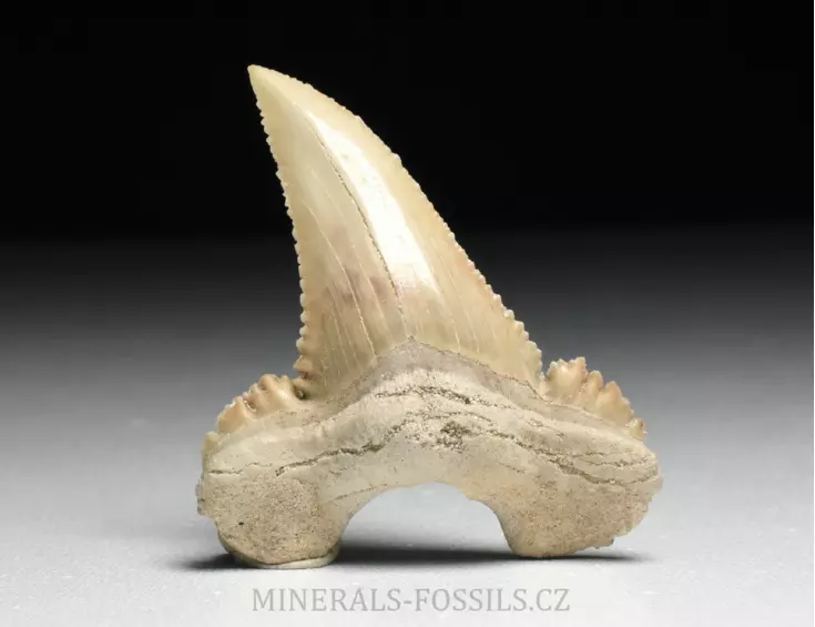 zub  žraloka - Palaeocarcharia orientalis