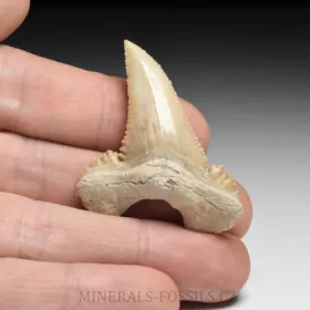 zub  žraloka - Palaeocarcharia orientalis