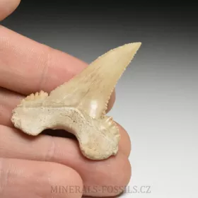 zub  žraloka - Palaeocarcharia orientalis