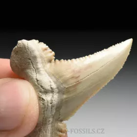 zub  žraloka - Palaeocarcharia orientalis