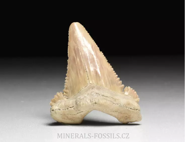 zub  žraloka - Palaeocarcharia orientalis