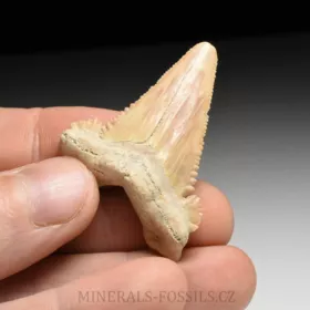 zub  žraloka - Palaeocarcharia orientalis