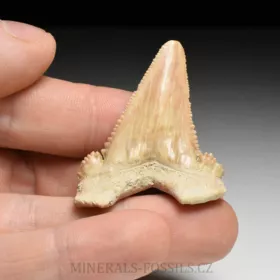 zub  žraloka - Palaeocarcharia orientalis