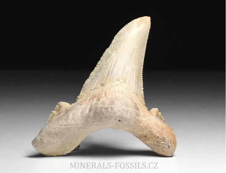 zub obrounovitého žraloka - Otodus sokolovi