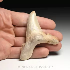 zub obrounovitého žraloka - Otodus sokolovi