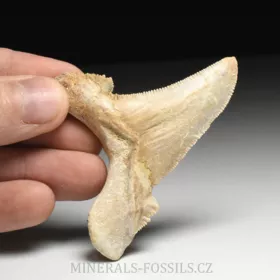 zub obrounovitého žraloka - Otodus sokolovi