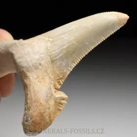 zub obrounovitého žraloka - Otodus sokolovi