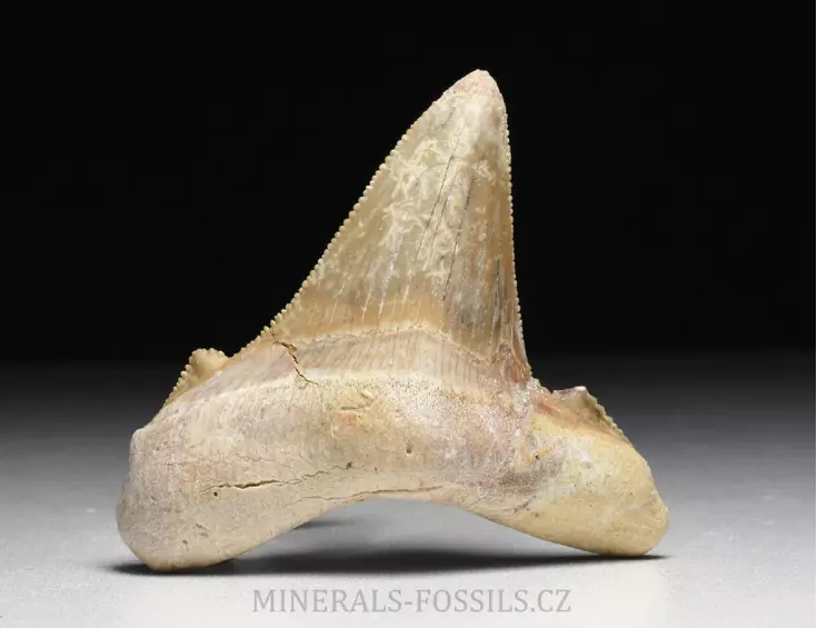 zub obrounovitého žraloka - Otodus sokolovi