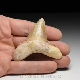 zub obrounovitého žraloka - Otodus sokolovi