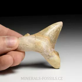 zub obrounovitého žraloka - Otodus sokolovi