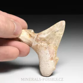 zub obrounovitého žraloka - Otodus sokolovi