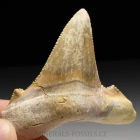 zub obrounovitého žraloka - Otodus sokolovi