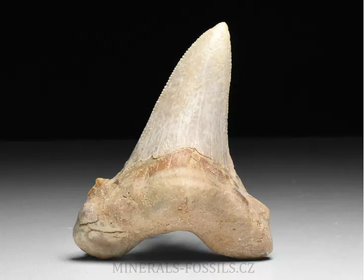 zub obrounovitého žraloka - Otodus sokolovi