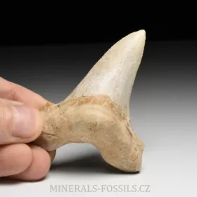 zub obrounovitého žraloka - Otodus sokolovi