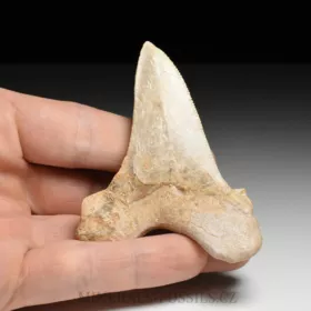 zub obrounovitého žraloka - Otodus sokolovi