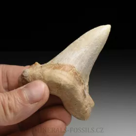 zub obrounovitého žraloka - Otodus sokolovi