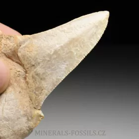 zub obrounovitého žraloka - Otodus sokolovi