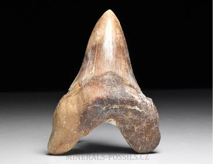 zub obrounovitého žraloka - Otodus sokolovi