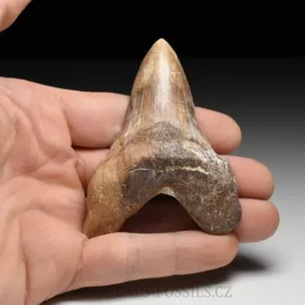 zub obrounovitého žraloka - Otodus sokolovi