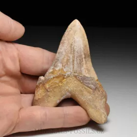 zub obrounovitého žraloka - Otodus sokolovi