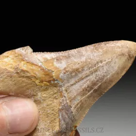 zub obrounovitého žraloka - Otodus sokolovi