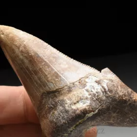 zub obrounovitého žraloka - Otodus sokolovi