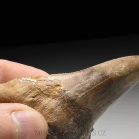 zub obrounovitého žraloka - Otodus sokolovi