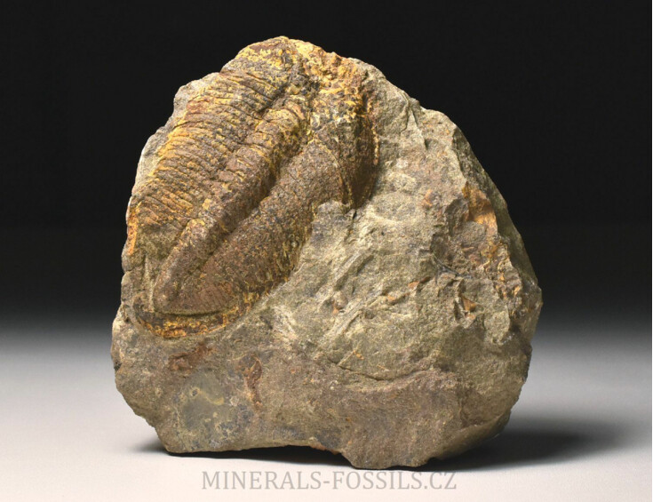 trilobit Eudolatites sp.