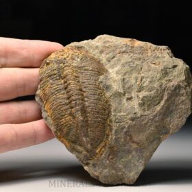 trilobit Eudolatites sp.