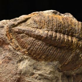 trilobit Eudolatites sp.