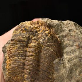 trilobit Eudolatites sp.