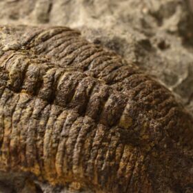 trilobit Eudolatites sp.