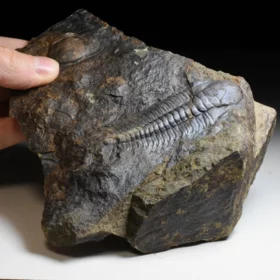 trilobit Paradoxides gracilis