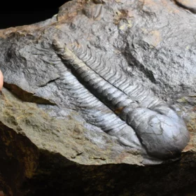 trilobit Paradoxides gracilis