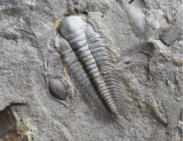 trilobit Paradoxides gracilis