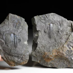 trilobit Paradoxides gracilis