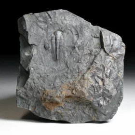 trilobit Paradoxides gracilis