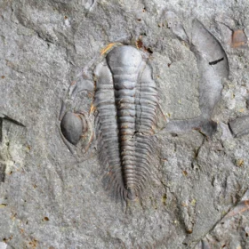 trilobit Paradoxides gracilis