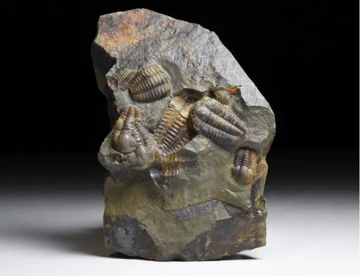 trilobit Ellipsocephalus hoffi