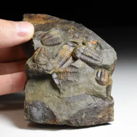 trilobit Ellipsocephalus hoffi