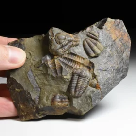 trilobit Ellipsocephalus hoffi
