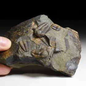 trilobit Ellipsocephalus hoffi