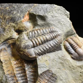 trilobit Ellipsocephalus hoffi