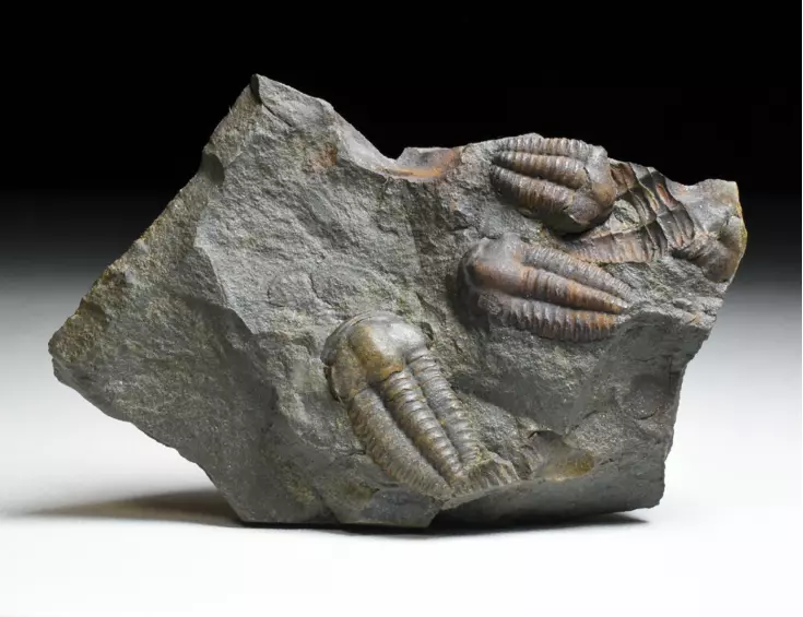 trilobit Ellipsocephalus hoffi