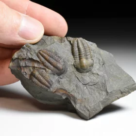 trilobit Ellipsocephalus hoffi