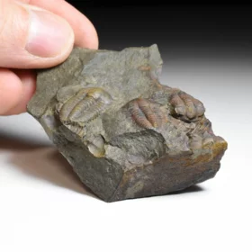 trilobit Ellipsocephalus hoffi