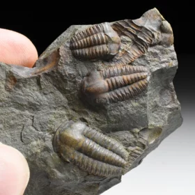 trilobit Ellipsocephalus hoffi