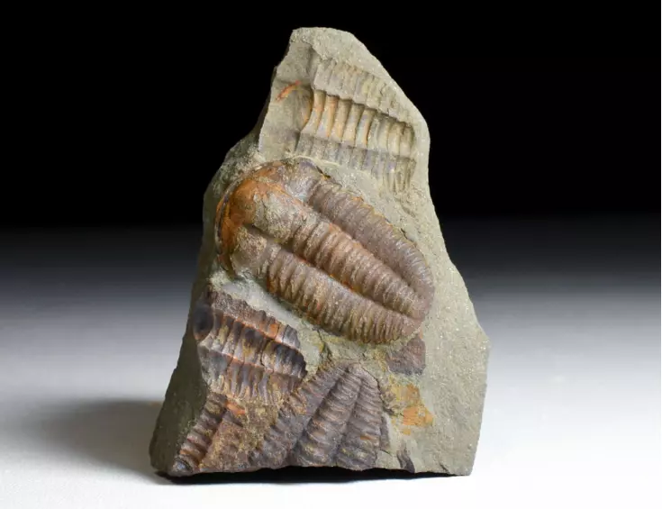 trilobit Ellipsocephalus hoffi